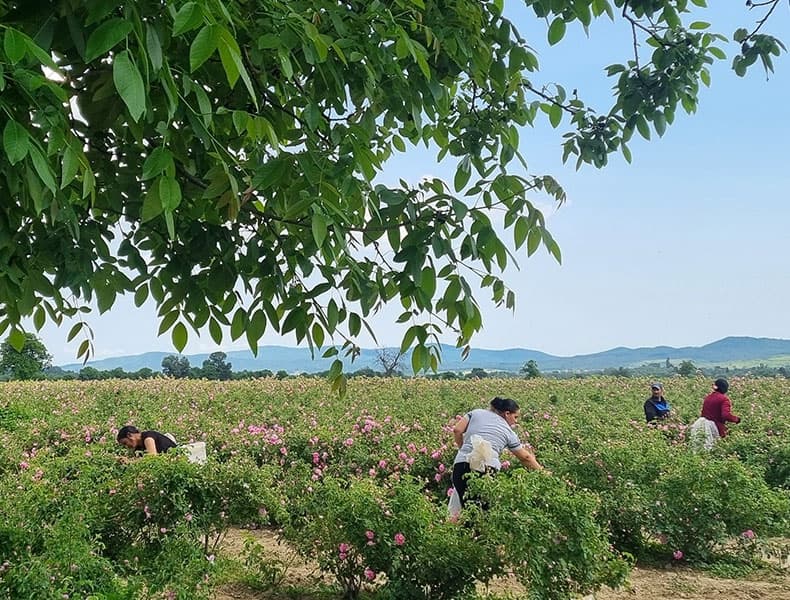 de rozenvallei in bulgarije